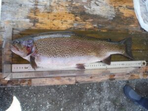 湯ノ湖のニジマス