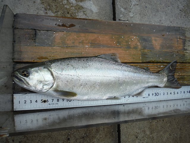 湯ノ湖のホンマス