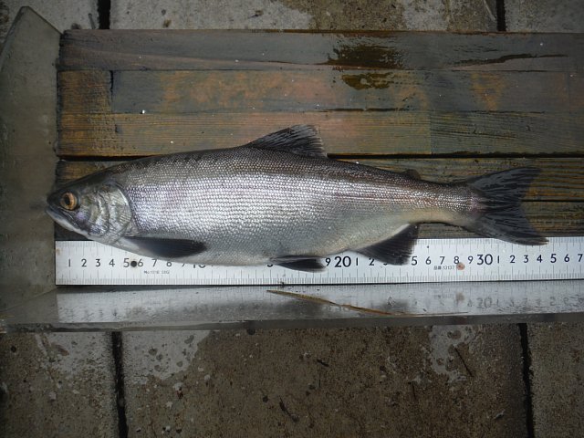 湯ノ湖のヒメマス