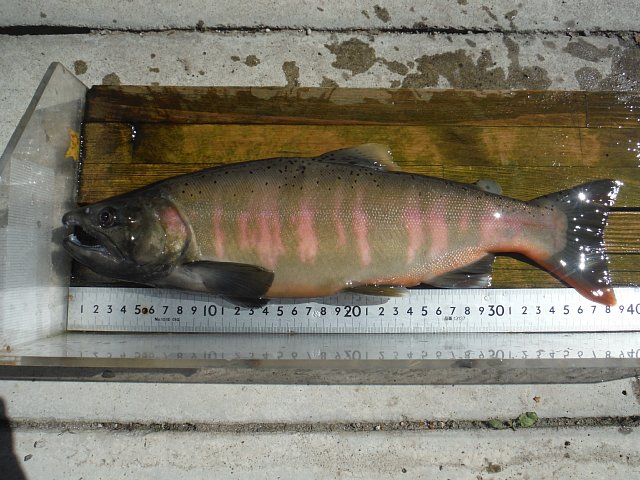 湯ノ湖の婚姻色ホンマス