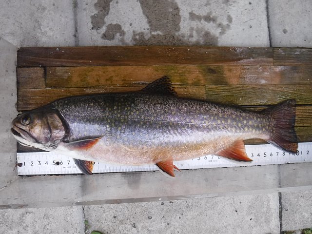 湯ノ湖のカワマス
