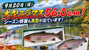 大型ニジマス釣れてます！