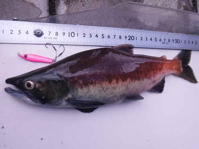 海晴で釣れたヒメマス